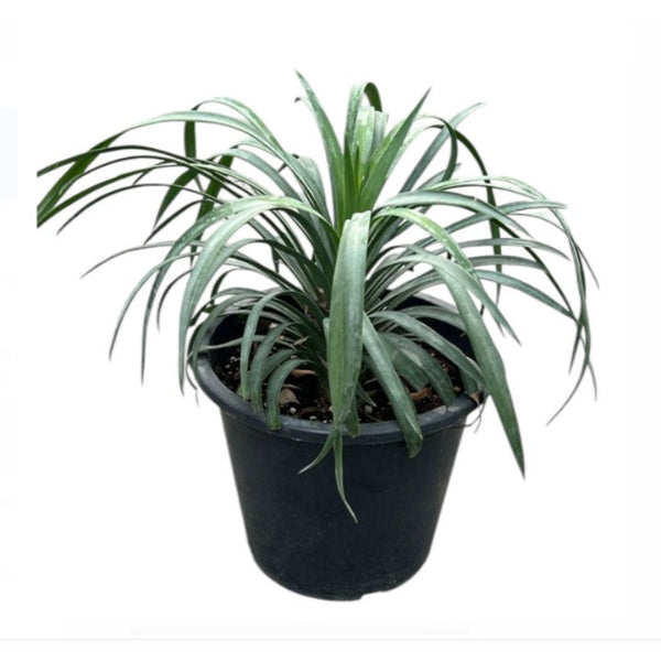 Yucca Filamentosa