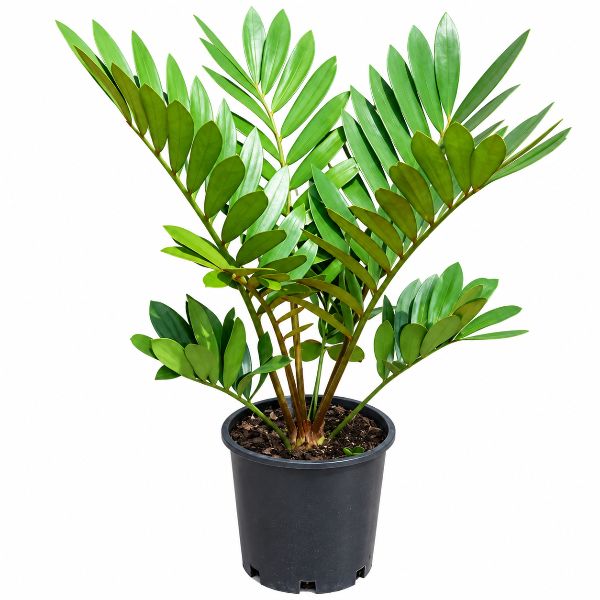Zamia furfuracea