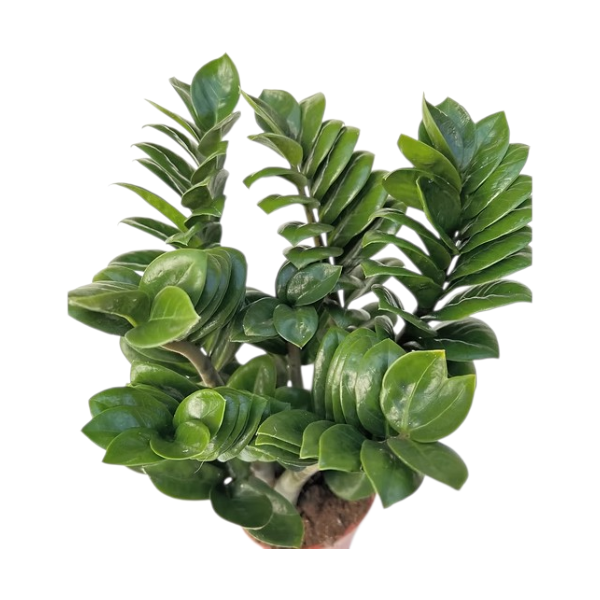 Zamioculcas Zenzi H60
