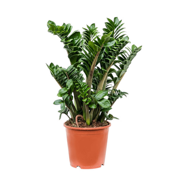 Zamioculcas Zenzi H60