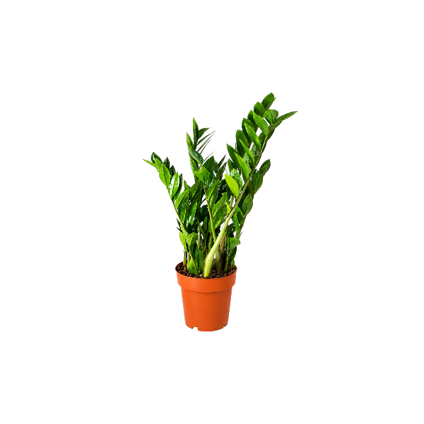 Zamioculcas Zamifolia 35-40cm