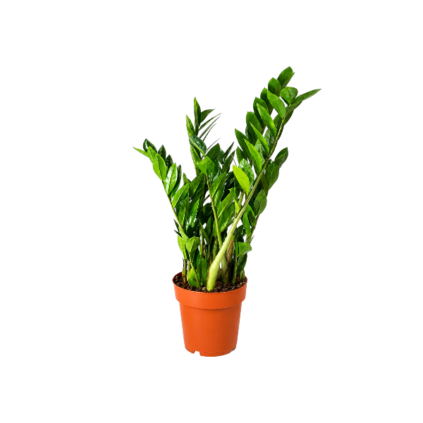 Zamioculcas Zamifolia 65-70