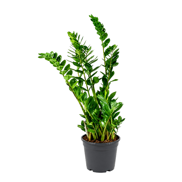 Zamioculcas Zamifolia 80-90cm