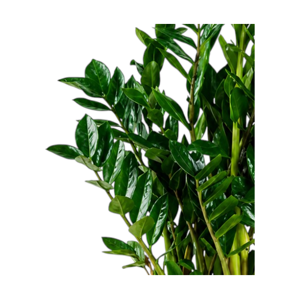 Zamioculcas Zamifolia 'P27