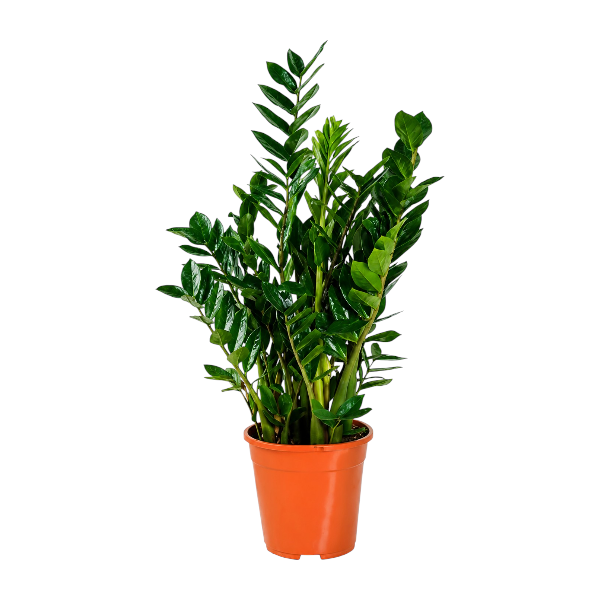 Zamioculcas Zamifolia 'P27