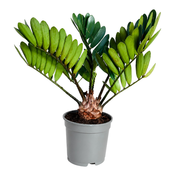Zamia Pumila