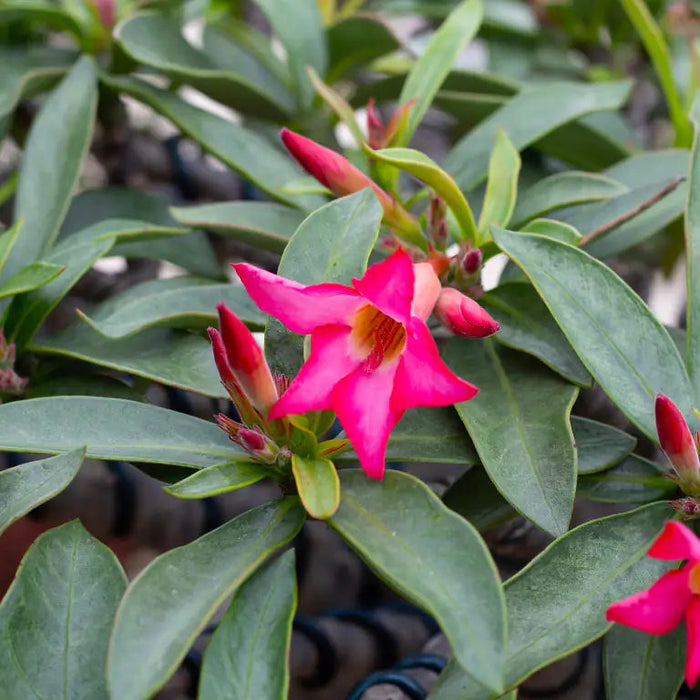 Adenium Obesum