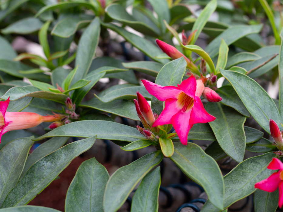 Adenium Mix P18L