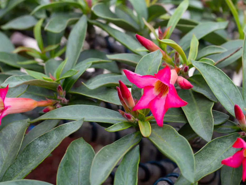 Adenium Obesum