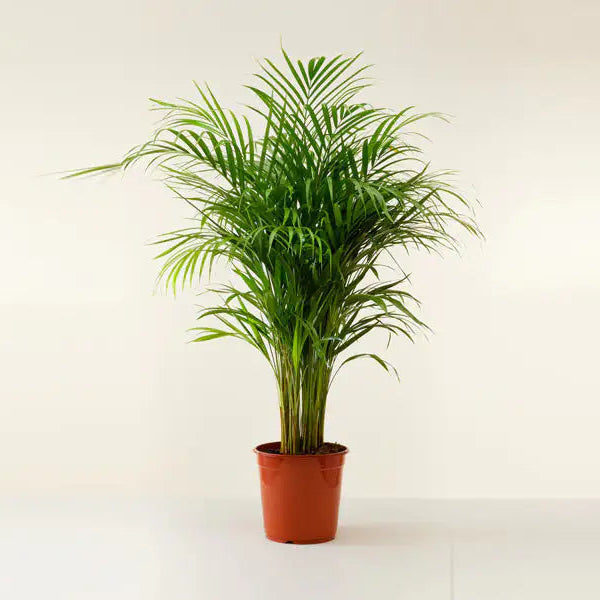 Chrysalidocarpus Lutescens 'P21