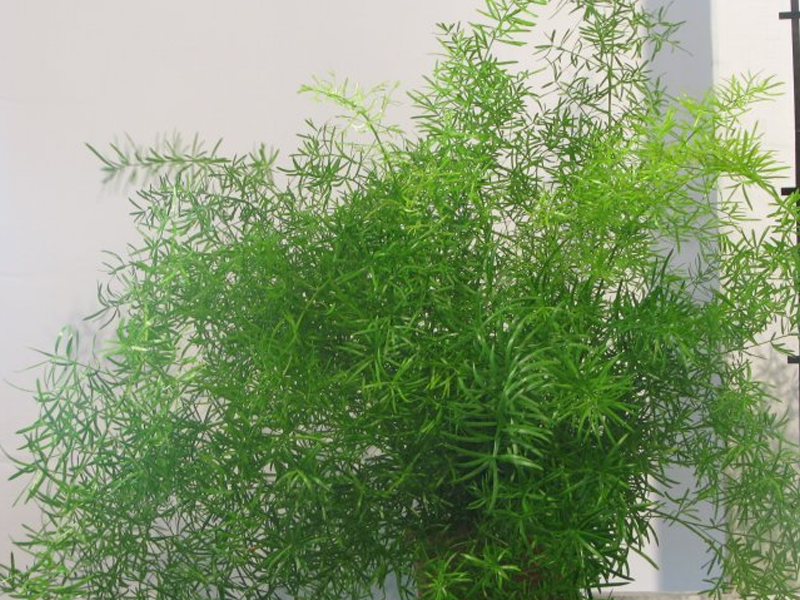 Asparagus mix