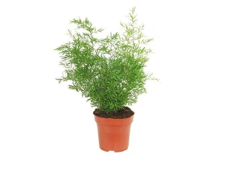 Asparagus mix