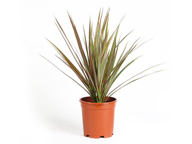 Dracaena Marginata 170-190cm 5PP