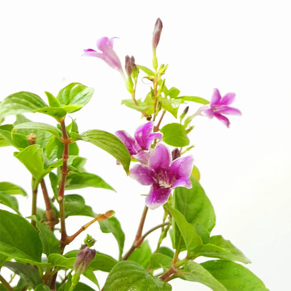 Asystasia gangentica variegated