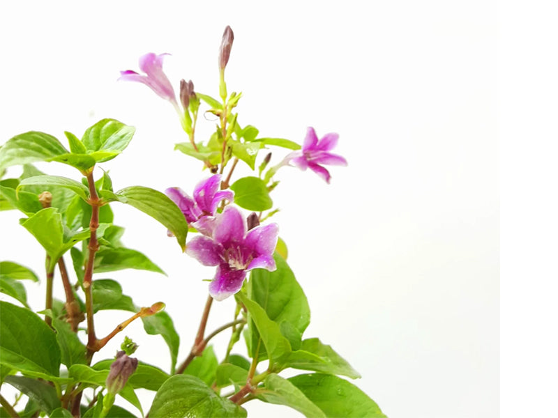Asystasia gangentica variegated