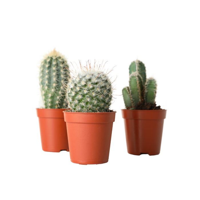 Cactus Mix 'P12