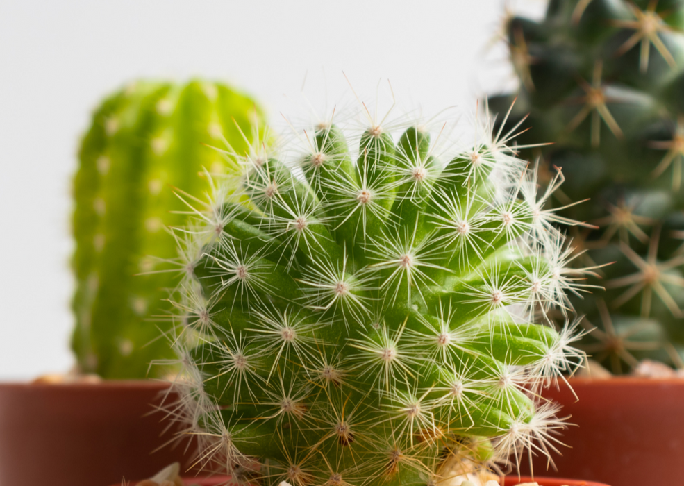 Cactus Mix 'P12