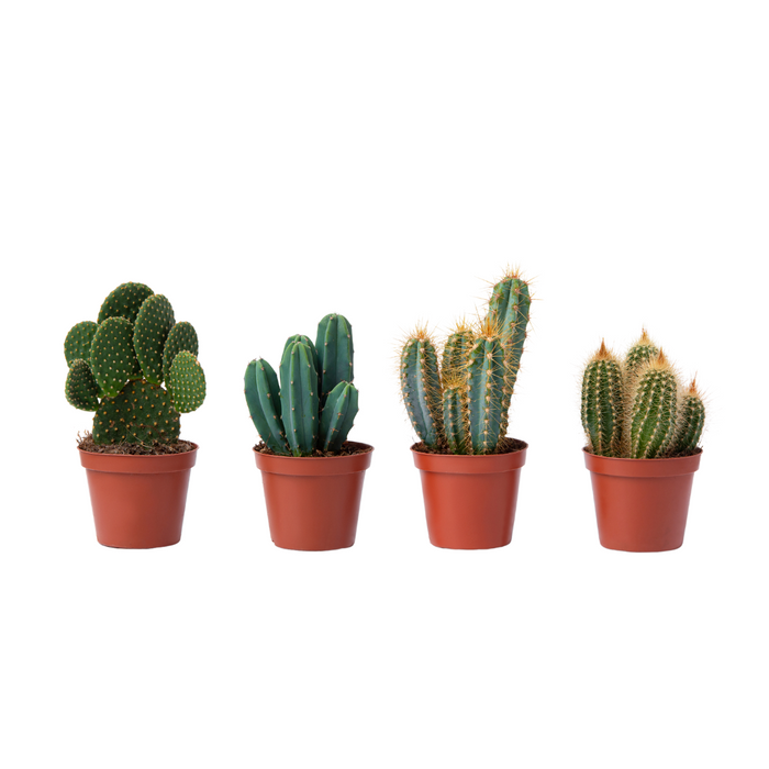 Cactus Mix 'P12