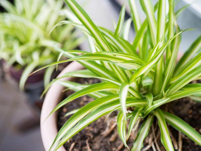 Chlorophytum Comosum