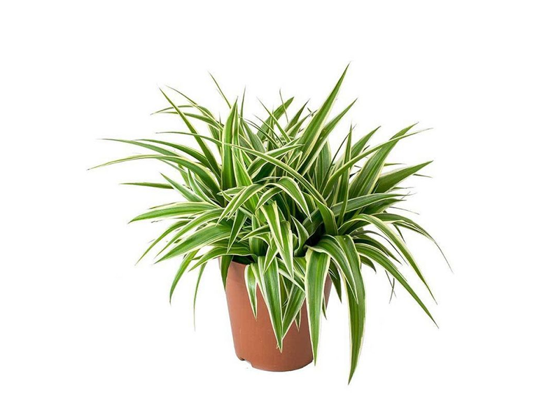 Chlorophytum Comosum