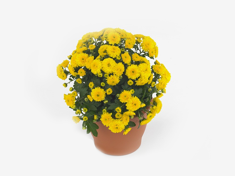 Chrysanthemum Indicum 'P12