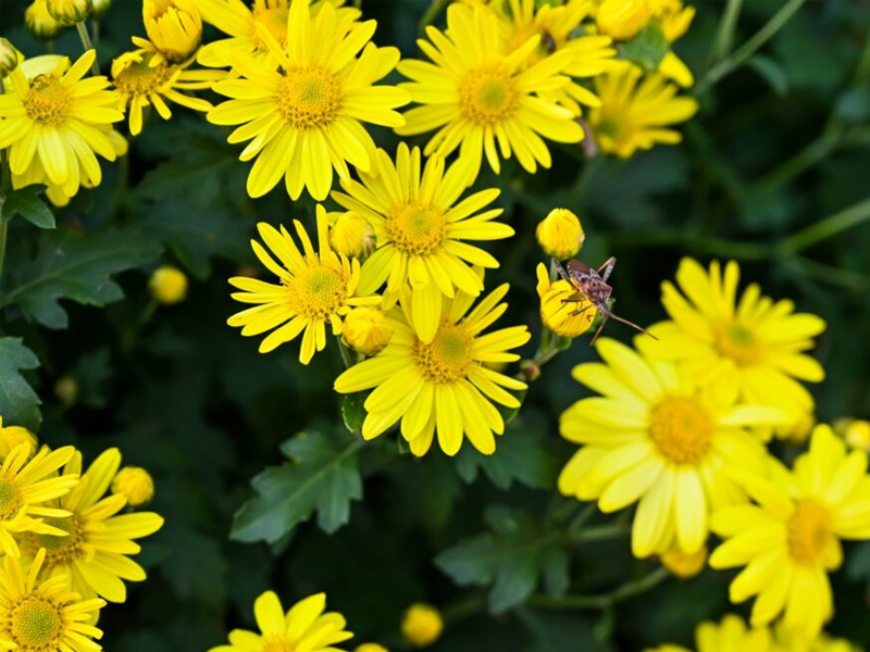 Chrysanthemum Indicum 'P12
