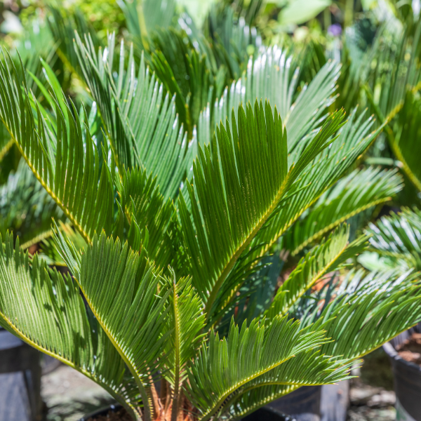 Cycas Revoluta 'P70