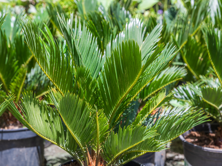 Cycas Revoluta 'P70