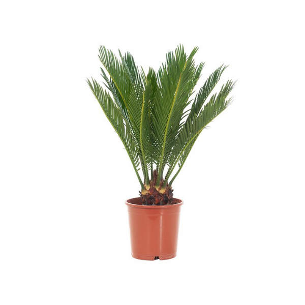 Cycas