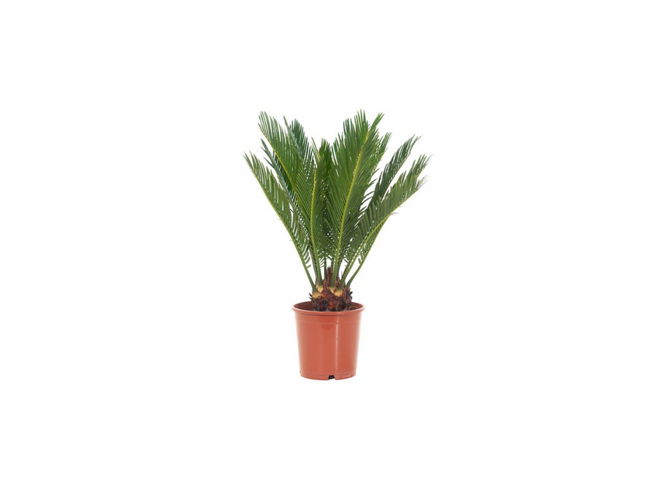 Cycas