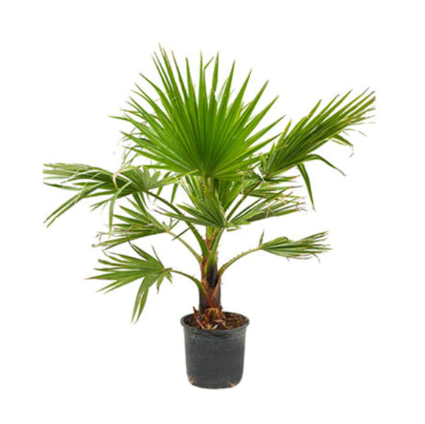 Washingtonia Robusta 100-120cm