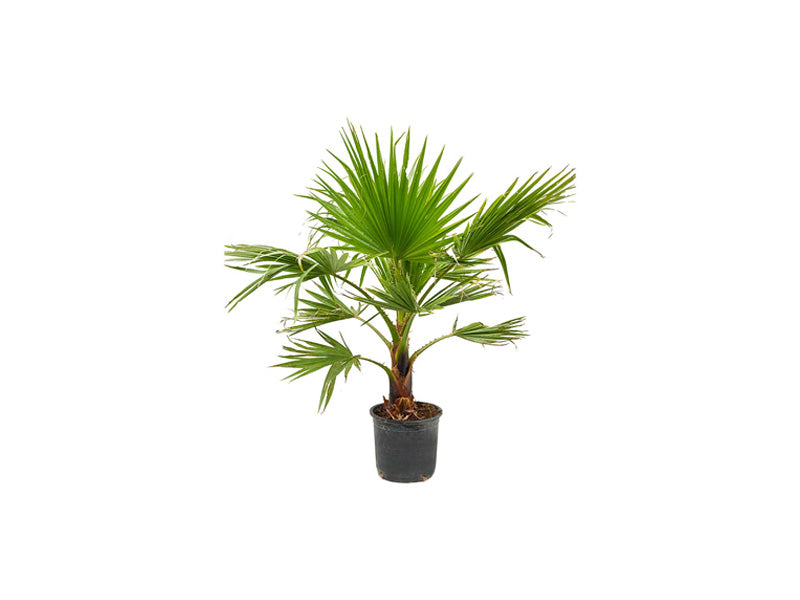 Washingtonia Robusta