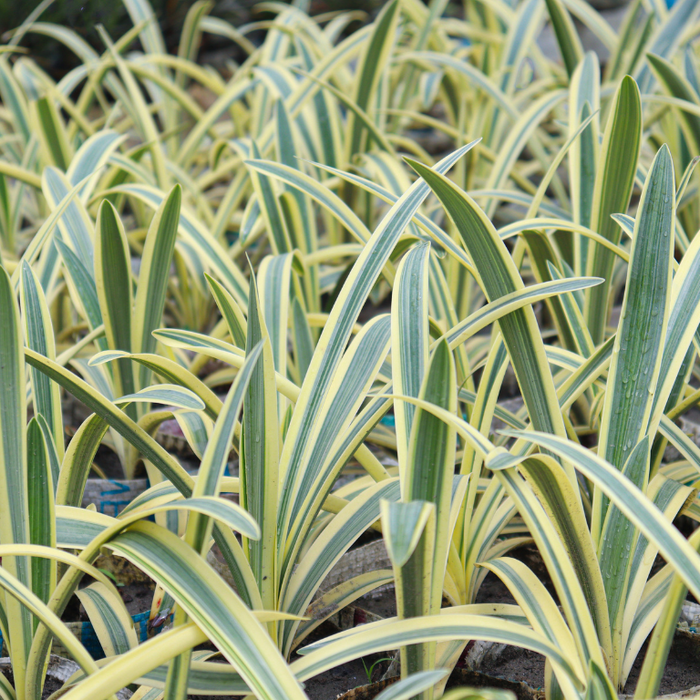 Dianella Tasmanica