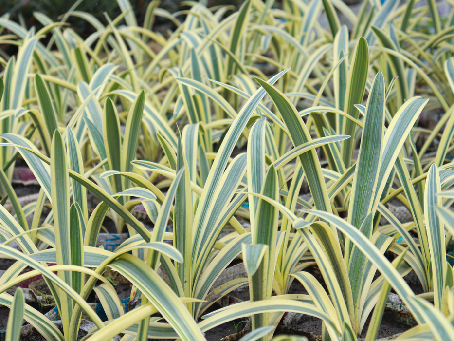 Dianella Tasmanica