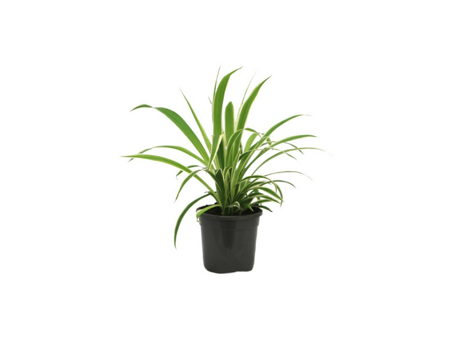 Dianella Tasmanica