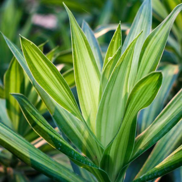 Dracaena Cintho 'Branched