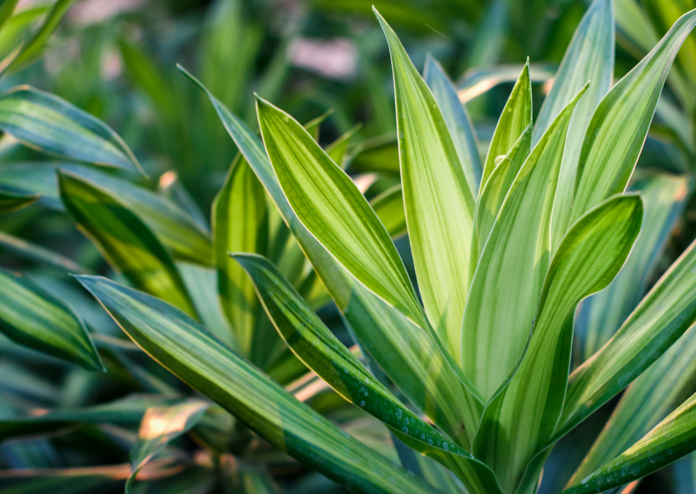 Dracaena Cintho 'Branched L0 x W0 x H150