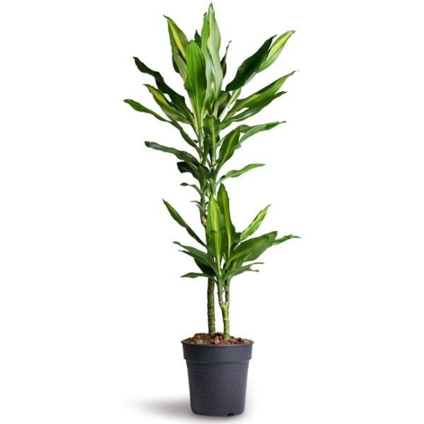 Dracaena fragrans Cintho