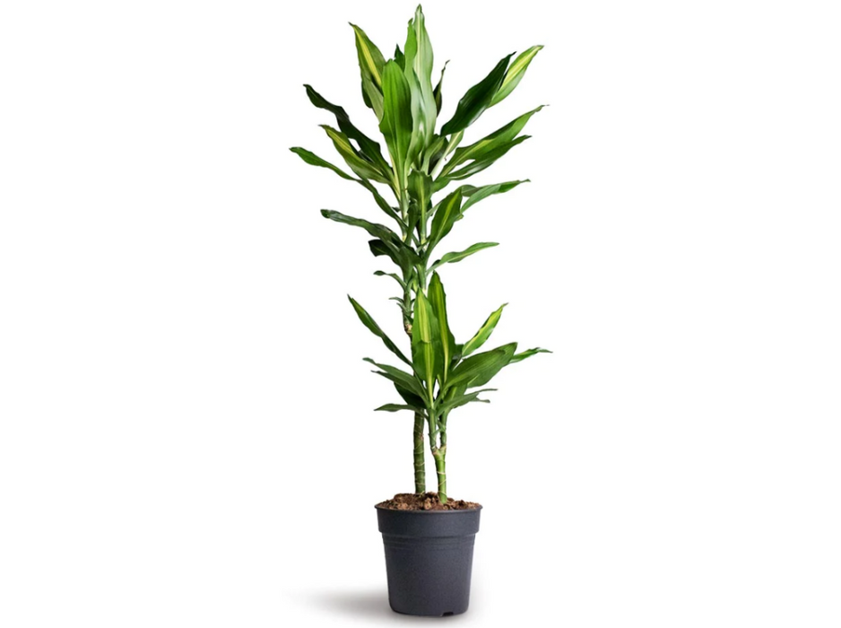 Dracaena Cintho 'Branched L0 x W0 x H150