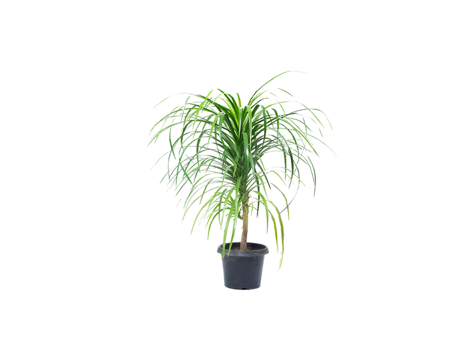 Dracaena Draco