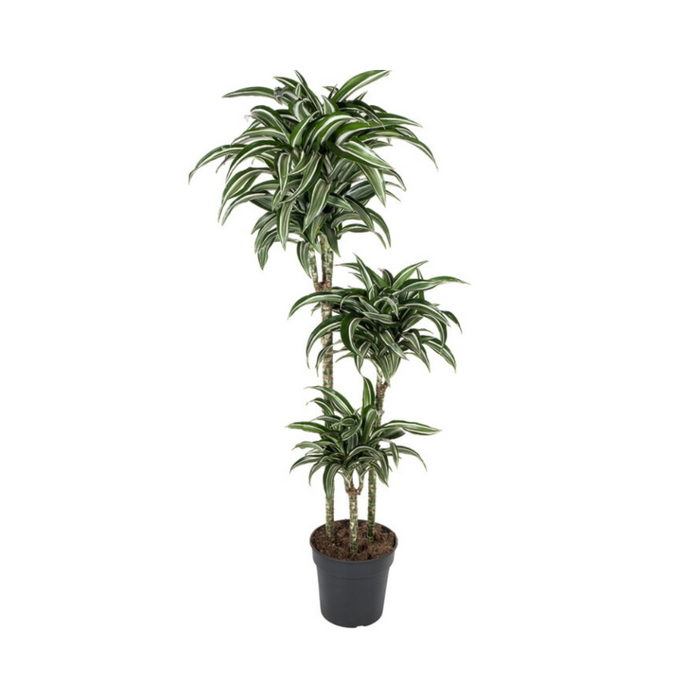 Dracaena Jade Jewel 160-170cm 4PP