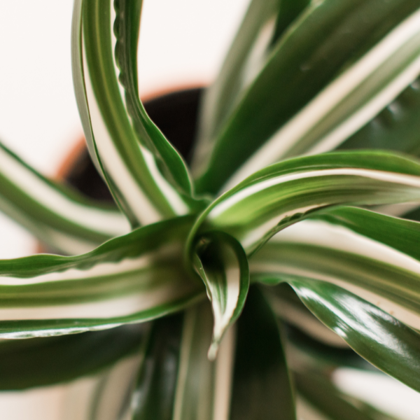 Dracaena Jade Jewel 4pp