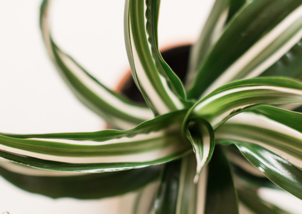 Dracaena Jade Jewel 160-170cm 4PP