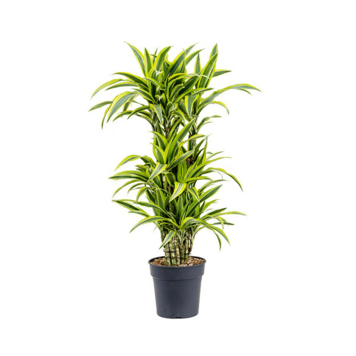 Dracaena Lemon Lime