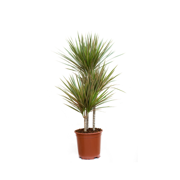 Dracaena Marginata 'Magenta' 6pp