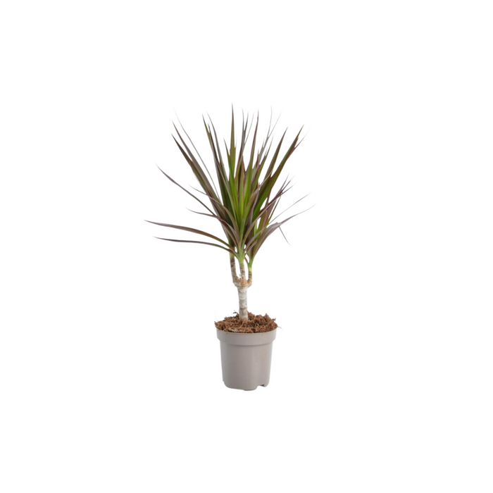 Dracaena Marginata 'Magenta' 6pp