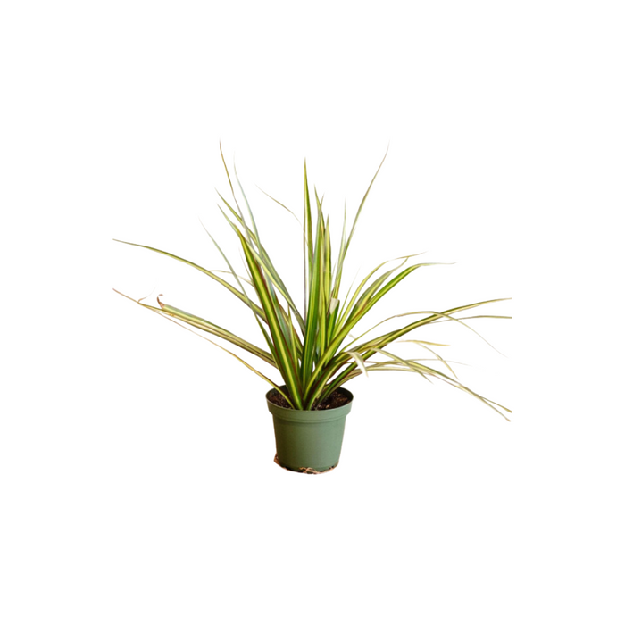 Dracaena Marginata Sunray 3pp H140cm