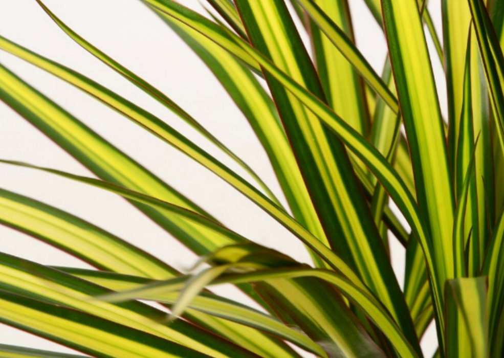 Dracaena Marginata Sunray 3pp H140cm