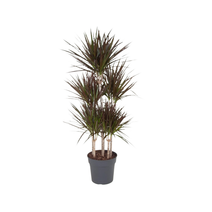 Dracaena Marginata 170-190cm 5PP