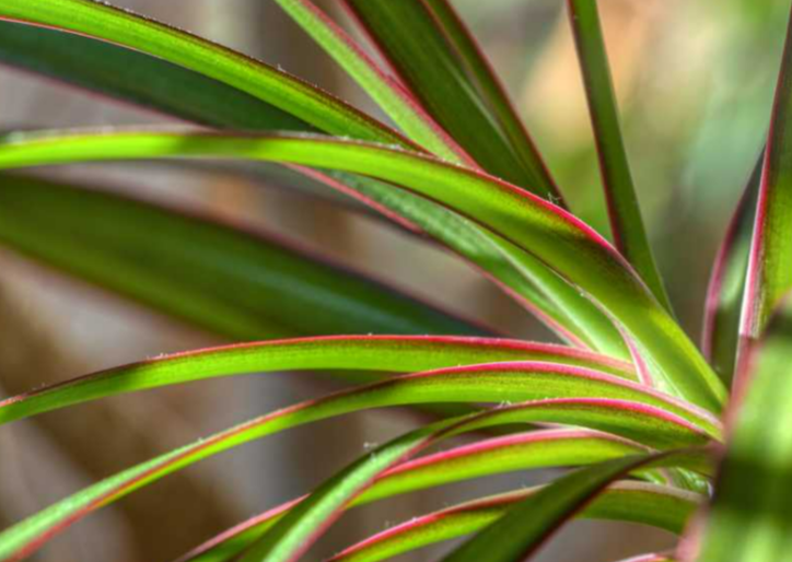 Dracaena Marginata 170-190cm 5PP